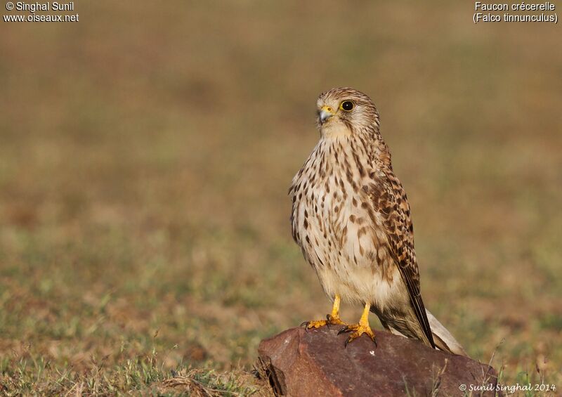 Common Kestrel female adult, identification