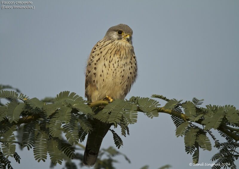 Common Kestrel male adult, identification