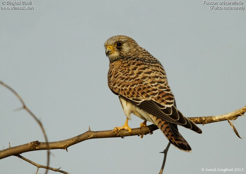 Lesser Kestreladult, identification