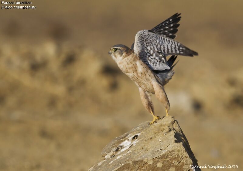 Faucon émerillonadulte, identification, Comportement