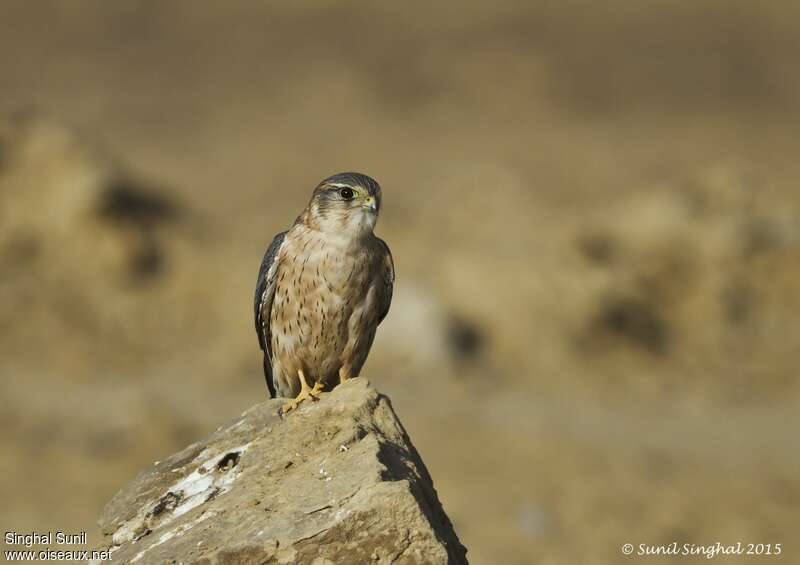 Faucon émerillon mâle adulte, identification