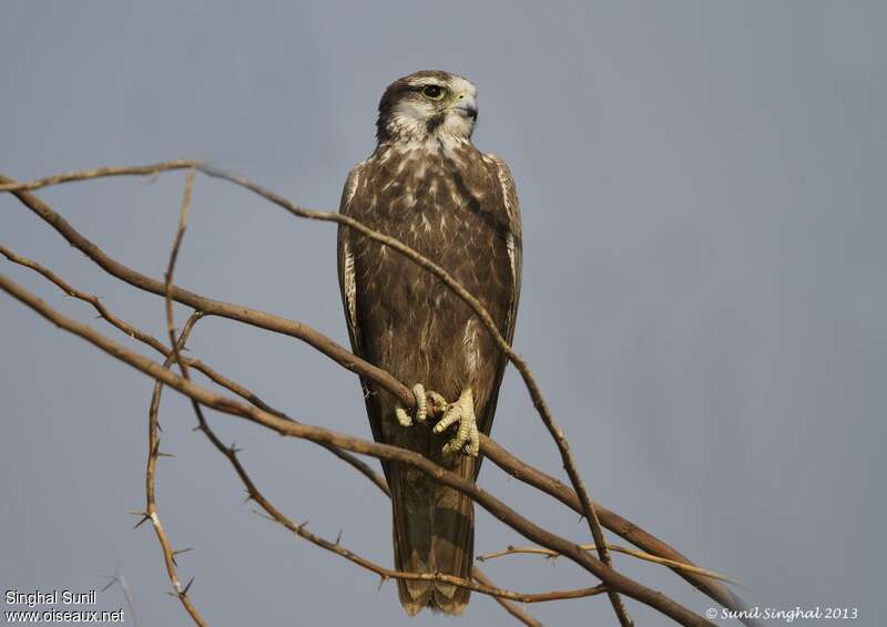 Laggar Falconjuvenile, close-up portrait