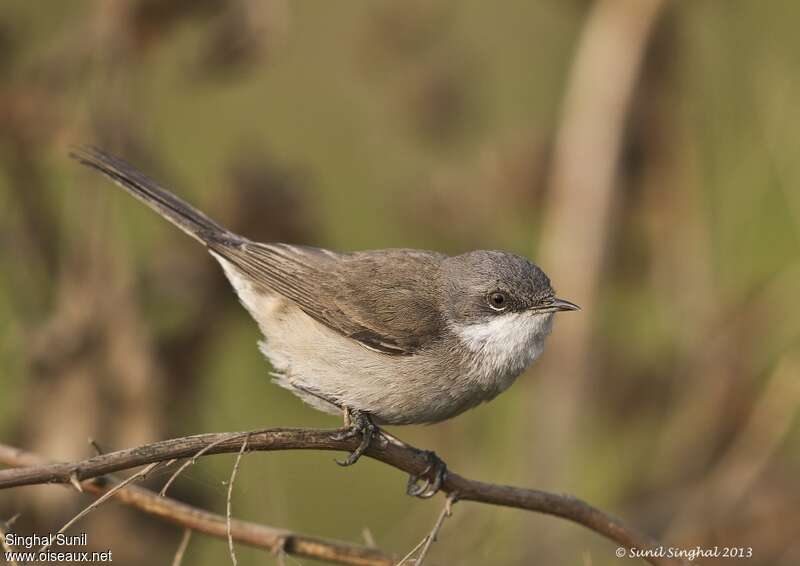 Lesser Whitethroatadult, identification