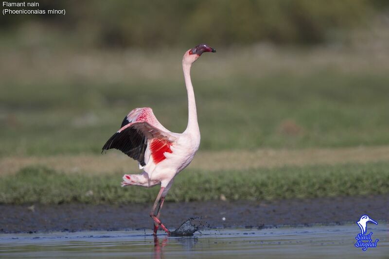 Lesser Flamingo