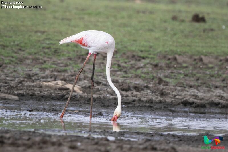 Flamant roseadulte, mange