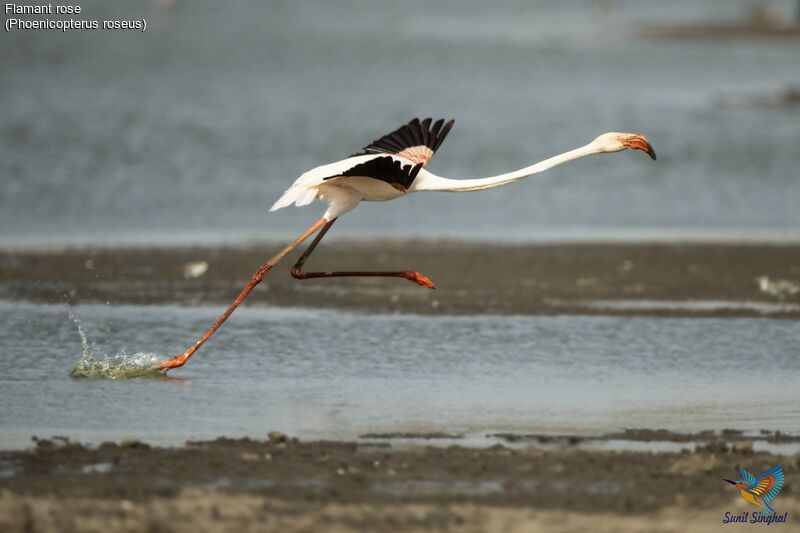 Greater Flamingoadult, Flight