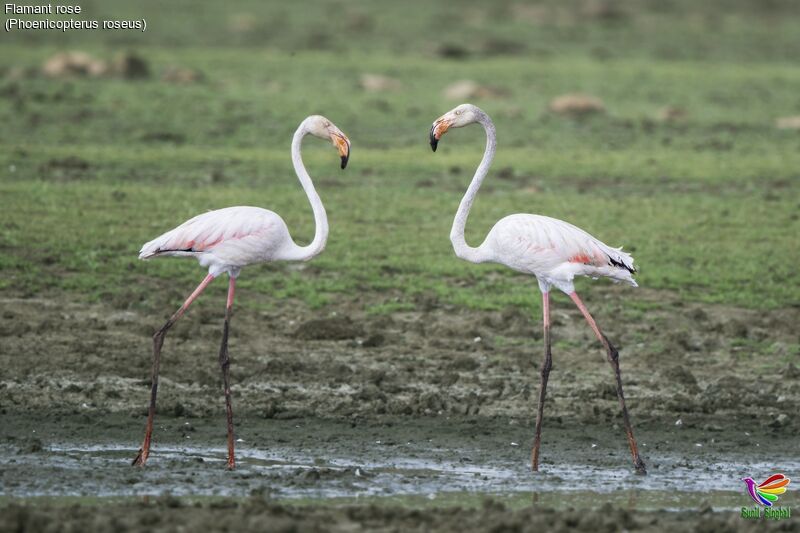 Greater Flamingoadult