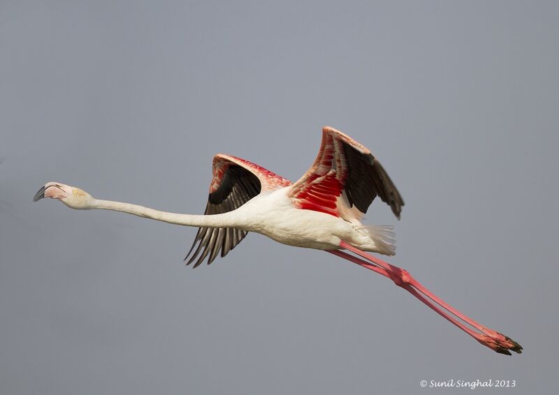 Greater Flamingo