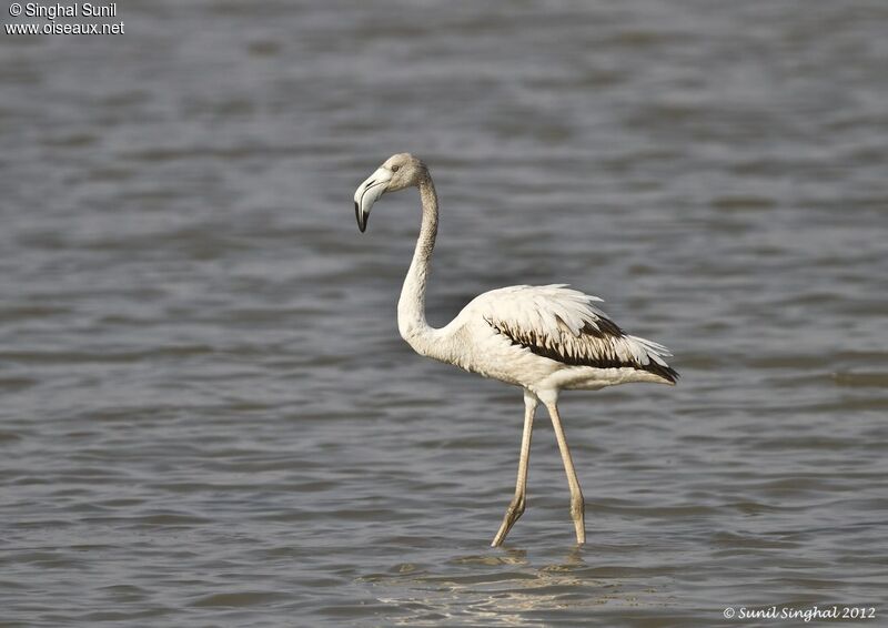 Flamant roseimmature, identification