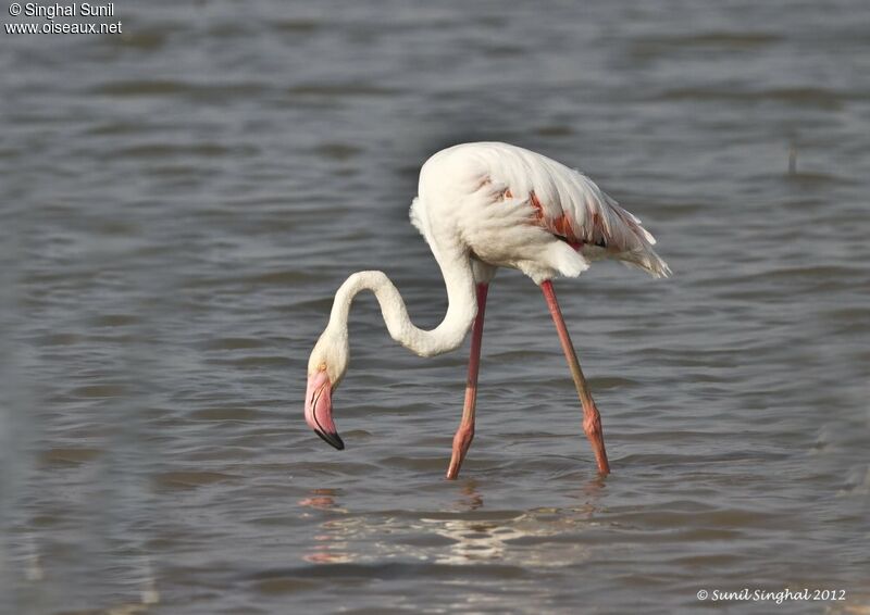 Flamant roseadulte, identification, Comportement