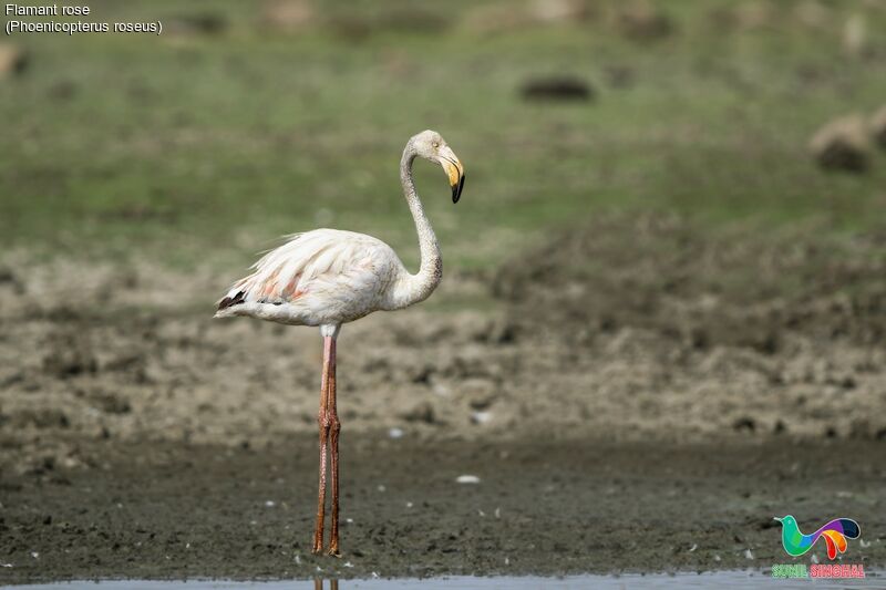 Greater Flamingosubadult