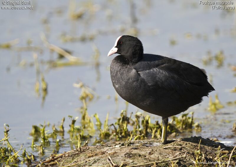 Eurasian Cootadult, identification