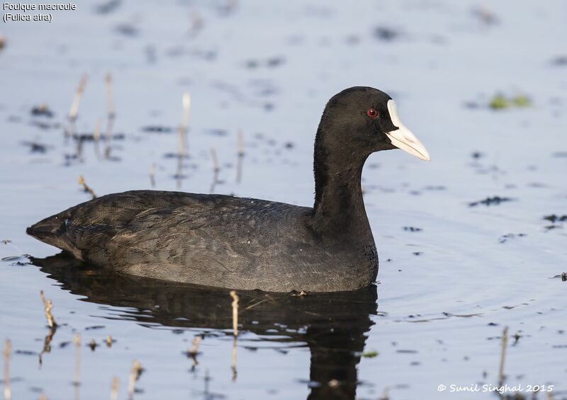 Foulque macroule, identification