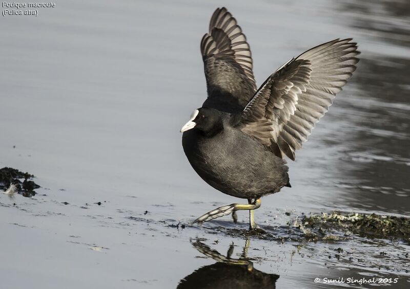 Eurasian Coot