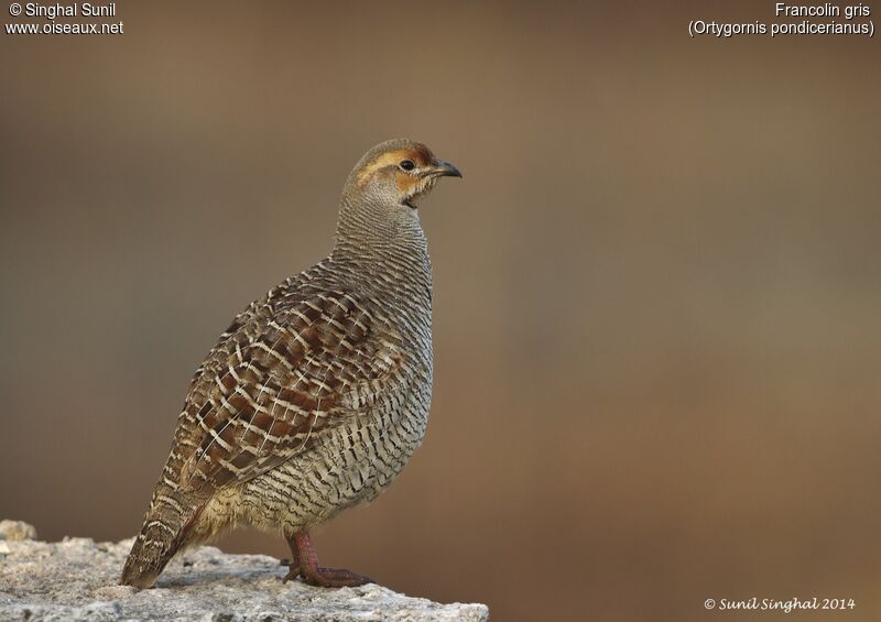 Francolin grisadulte, identification