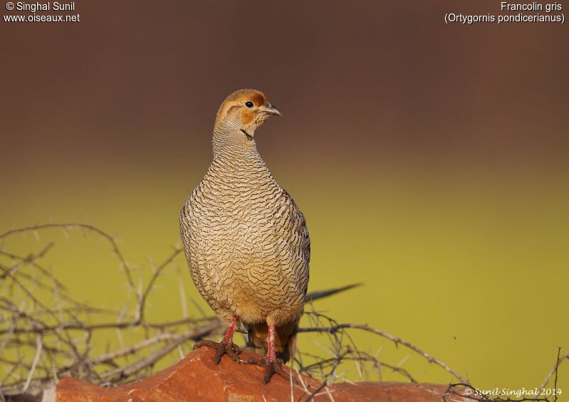 Francolin grisadulte, identification