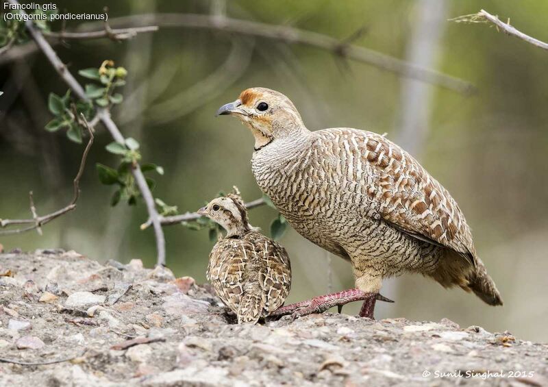 Grey Francolin female First year, identification, Behaviour