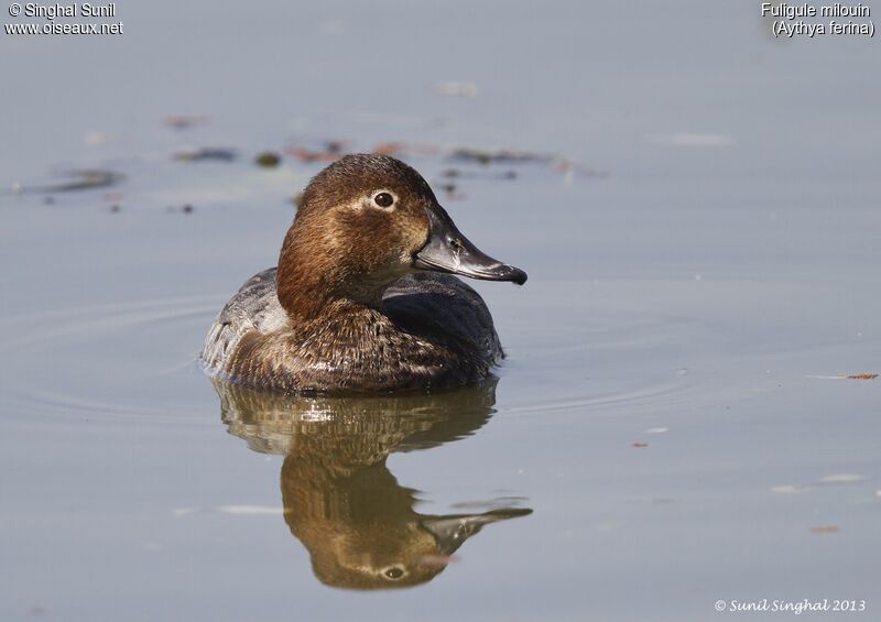 Common Pochard female adult, identification