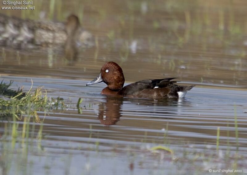 Ferruginous Duckadult, identification