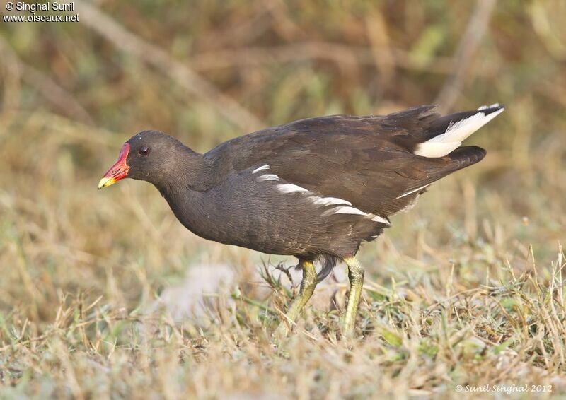 Gallinule poule-d'eauadulte, identification