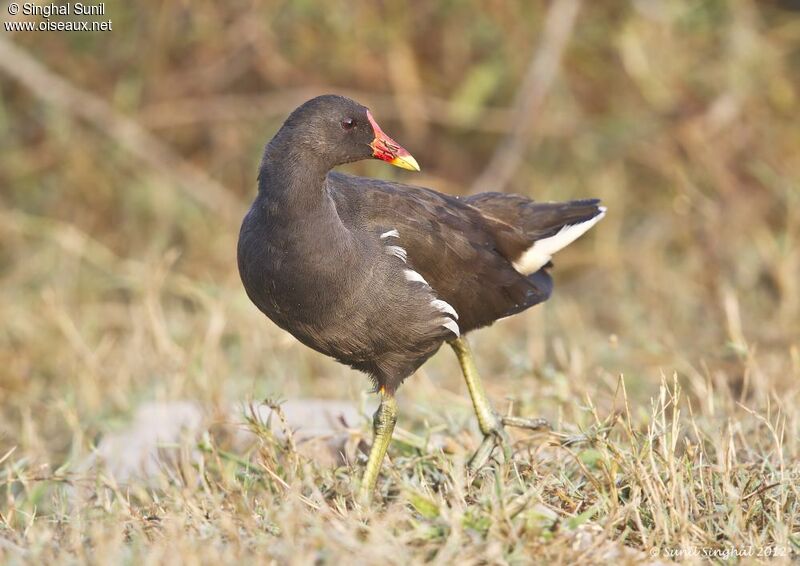 Gallinule poule-d'eauadulte, identification