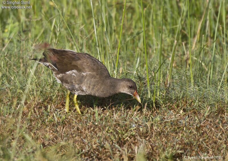 Common Moorhenimmature, identification