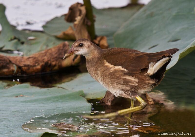 Gallinule poule-d'eaujuvénile, identification