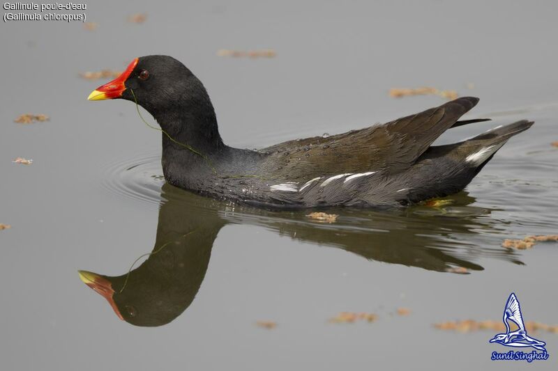 Common Moorhen