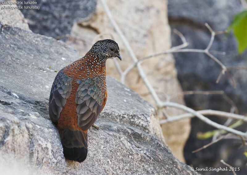 Painted Spurfowl male adult, identification