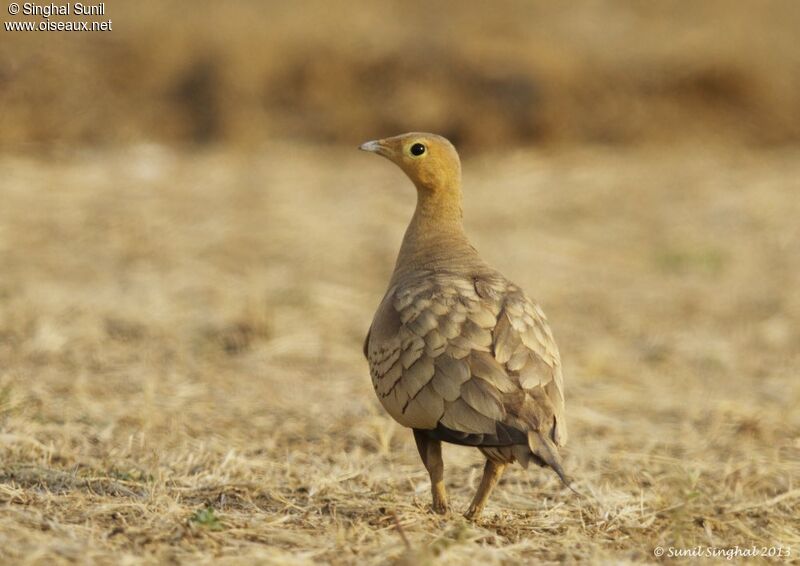 Chestnut-bellied Sandgrouse male adult, identification