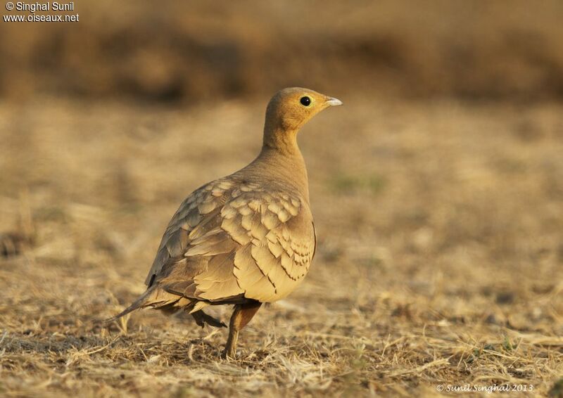 Chestnut-bellied Sandgrouse male adult, identification