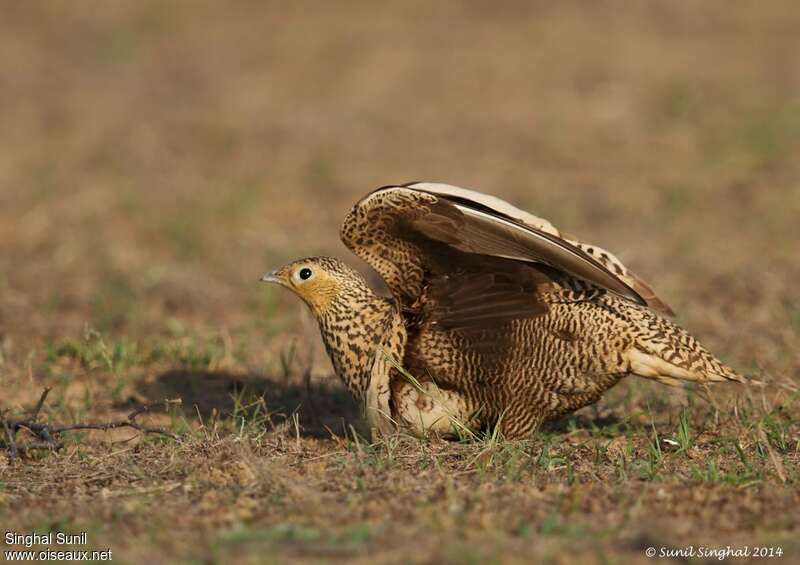 Chestnut-bellied Sandgrouse female adult, Reproduction-nesting, Behaviour