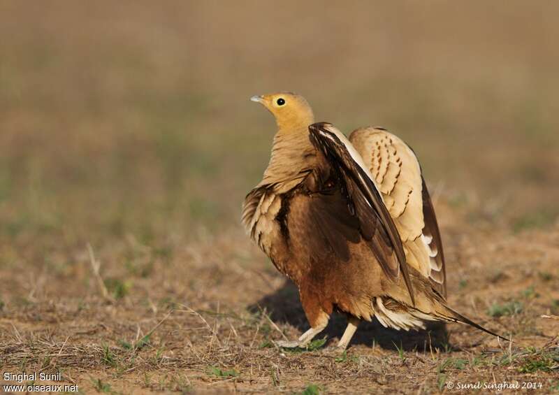 Chestnut-bellied Sandgrouse male adult, courting display