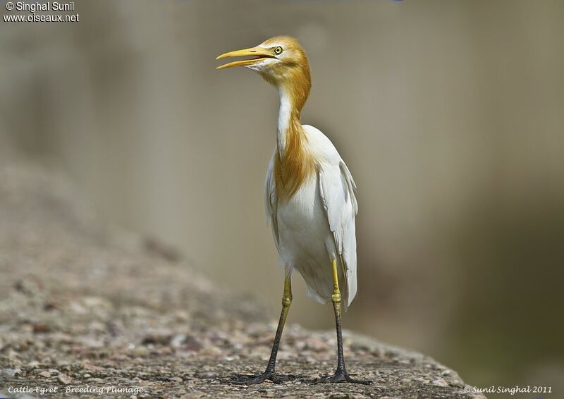 Eastern Cattle Egretadult breeding, identification