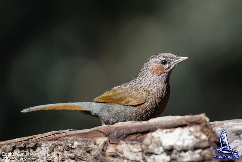 Streaked Laughingthrushadult, identification