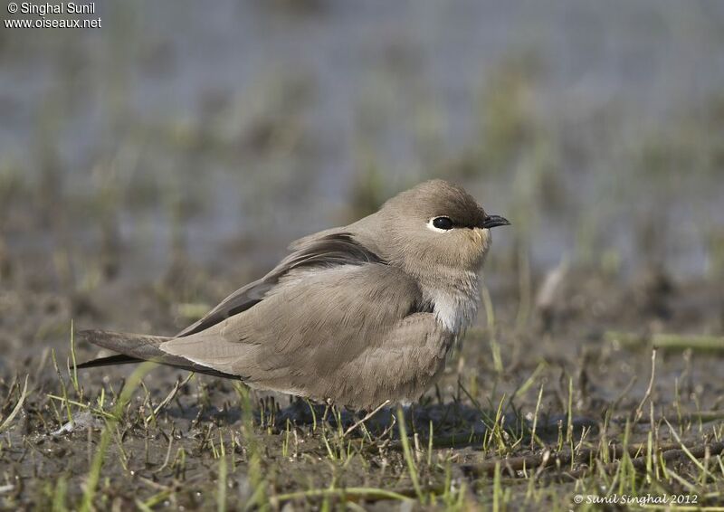 Small Pratincole female adult, identification