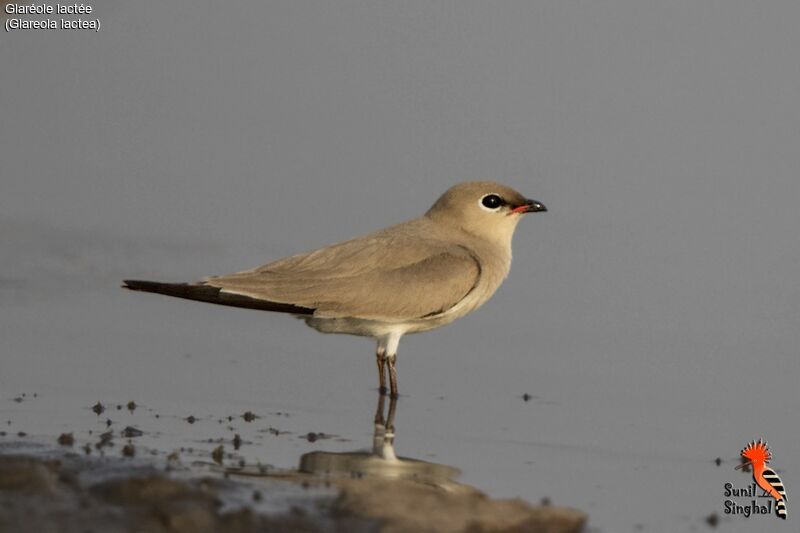 Small Pratincole, identification