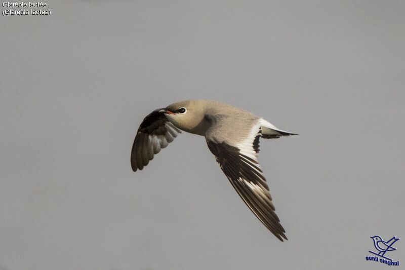 Small Pratincole, Flight