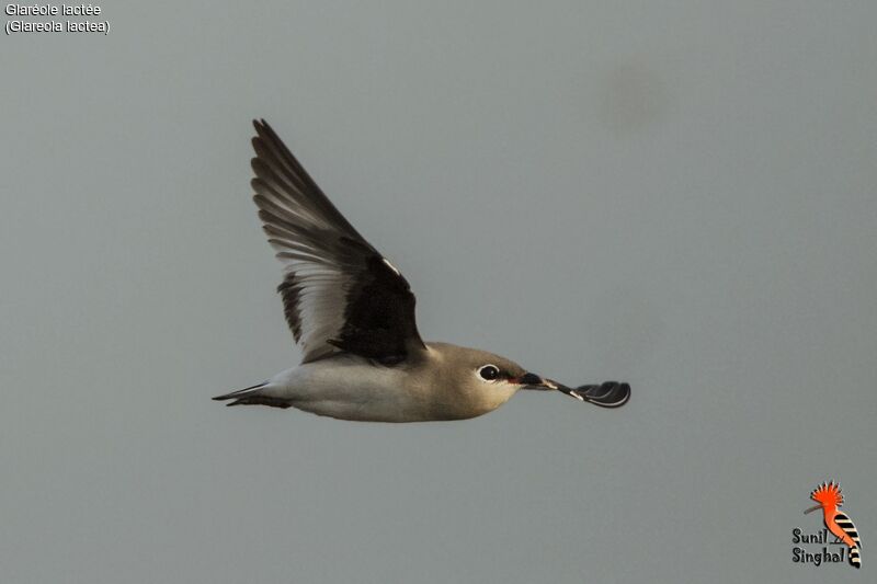 Small Pratincole, Flight