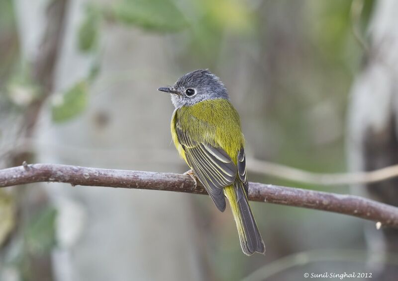 Grey-headed Canary-flycatcher