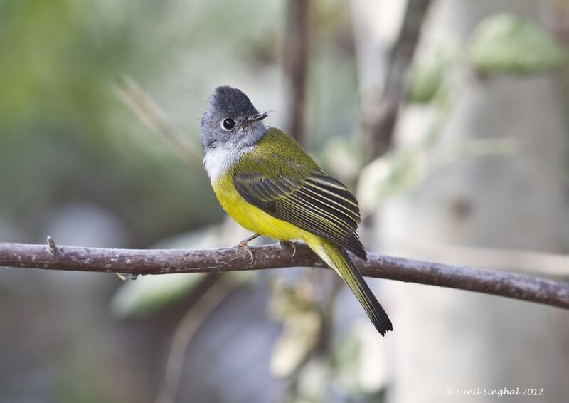 Grey-headed Canary-flycatcher