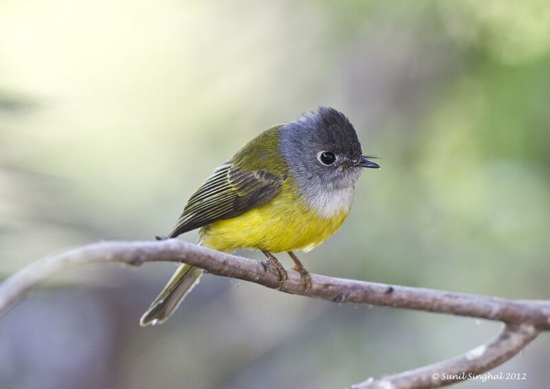 Grey-headed Canary-flycatcher