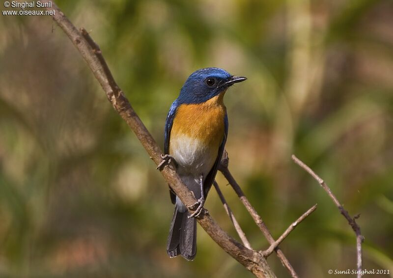 Tickell's Blue Flycatcheradult, identification