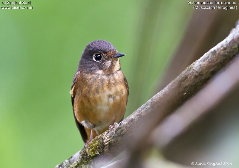 Gobemouche ferrugineuxadulte, identification