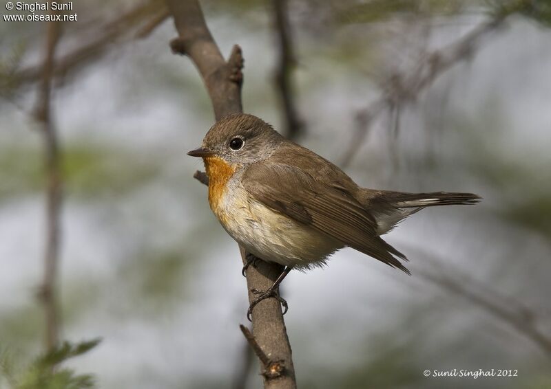 Red-breasted Flycatcher male adult breeding, identification