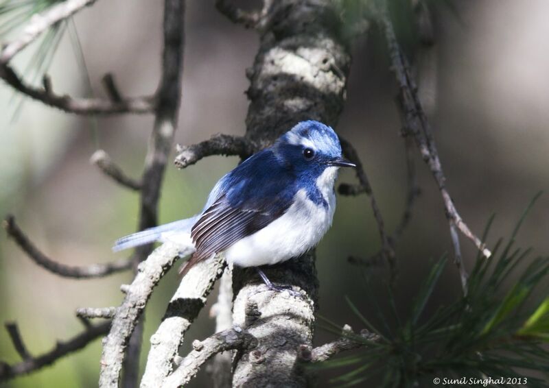 Ultramarine Flycatcher