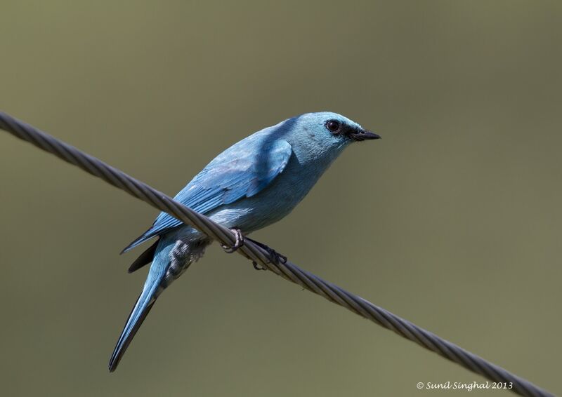 Verditer Flycatcher