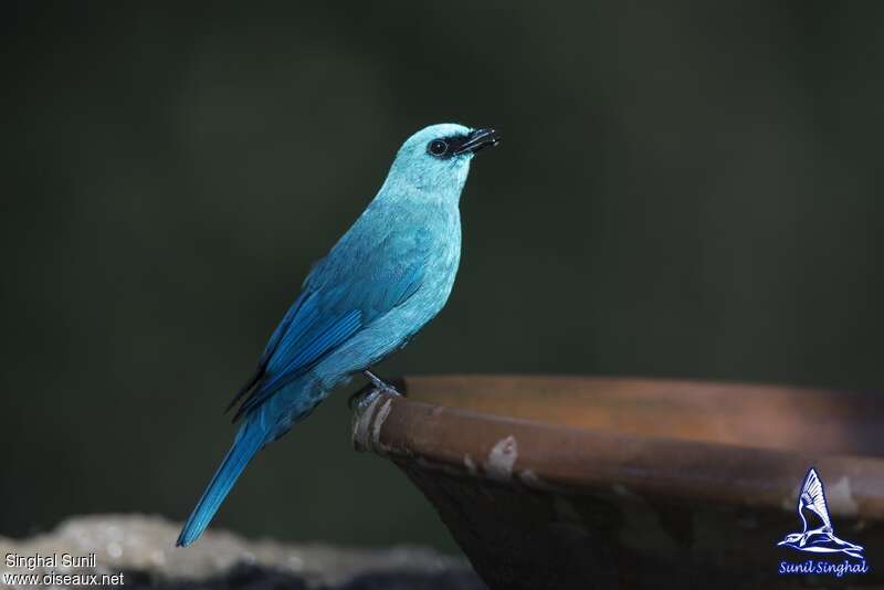 Verditer Flycatcher male adult, identification