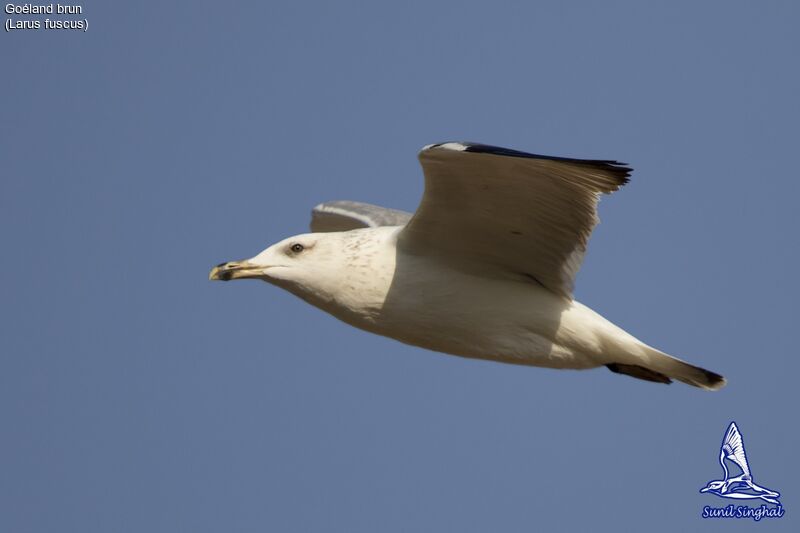 Lesser Black-backed Gulladult, Flight