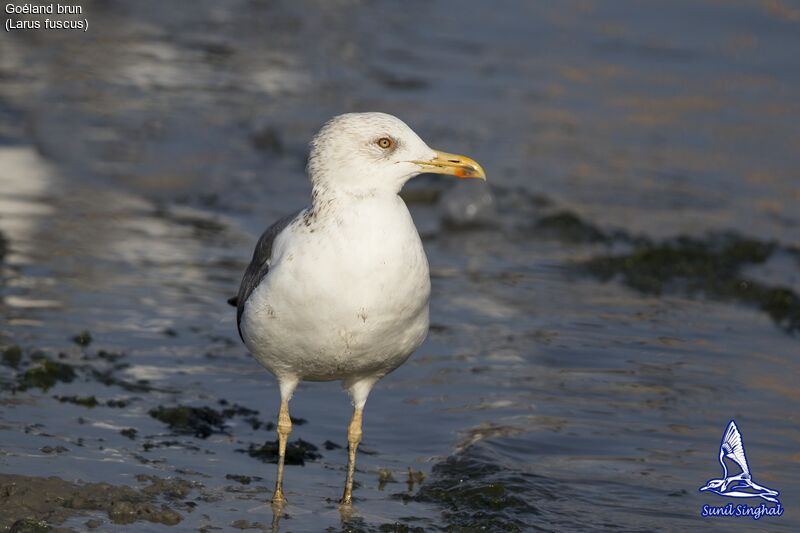 Goéland brunadulte, identification, portrait